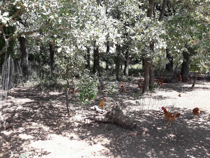 Pollastre de pagès del Montseny – Centelles